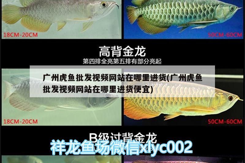 廣州虎魚批發視頻網站在哪里進貨(廣州虎魚批發視頻網站在哪里進貨便宜)