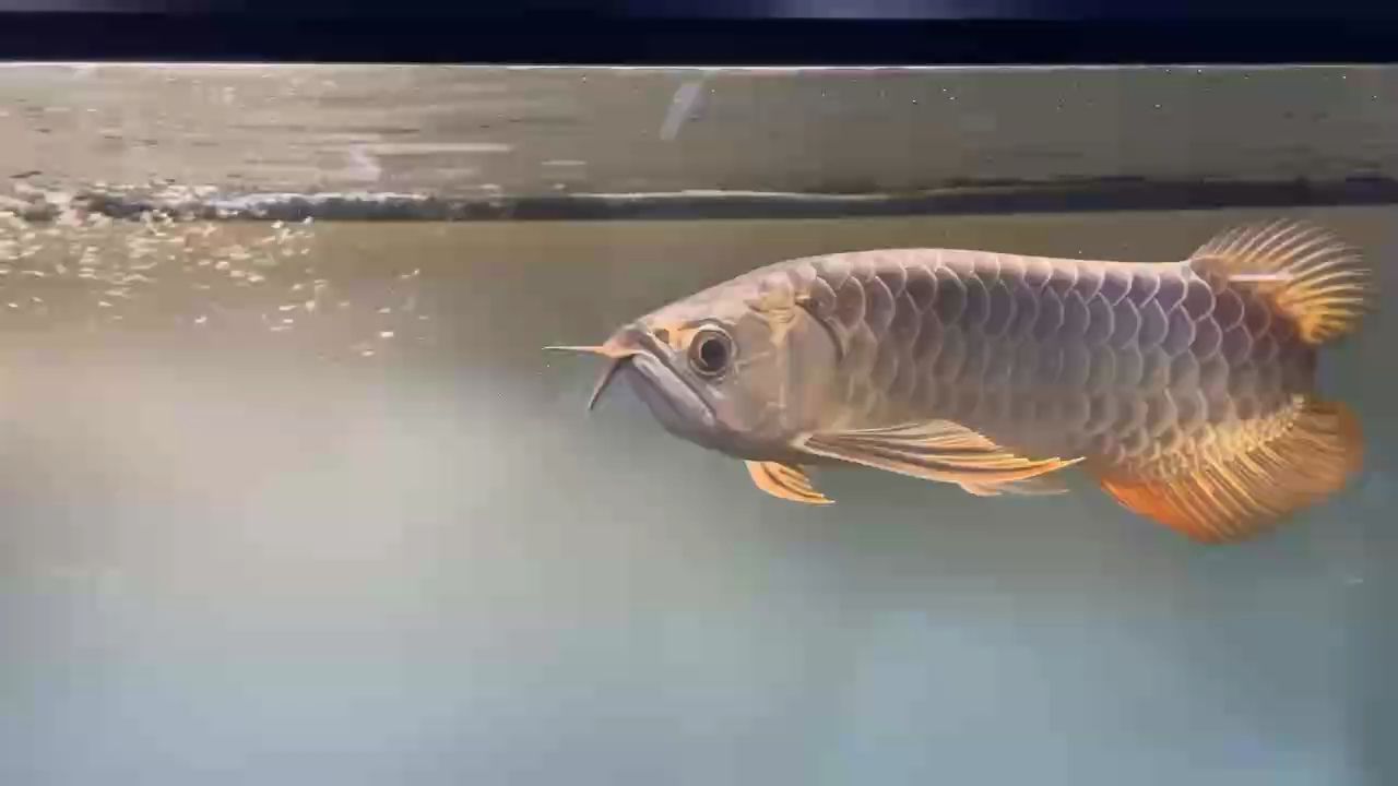 我的虎魚真菌感染了要怎么處理 古典過背,32左右, 龍魚論壇 古典過背,32左右, 古典過背,32左右, 龍魚論壇