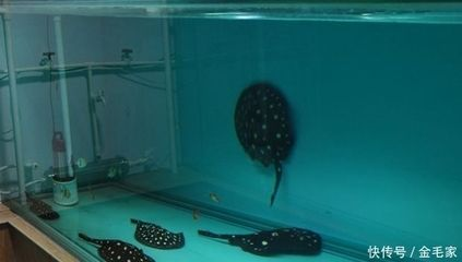 黑白魟魚繁殖魚缸多大合適：黑白魟魚繁殖魚缸多大合適黑白魟魚繁殖魚缸多大合適