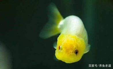 純白色的觀賞魚叫什么魚（白色觀賞魚的種類）