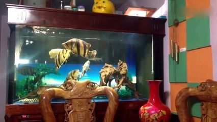 虎魚趁缸：虎魚為什么會蹭缸？ 虎魚趁缸：虎魚為什么會蹭缸？ 虎魚百科 第2張