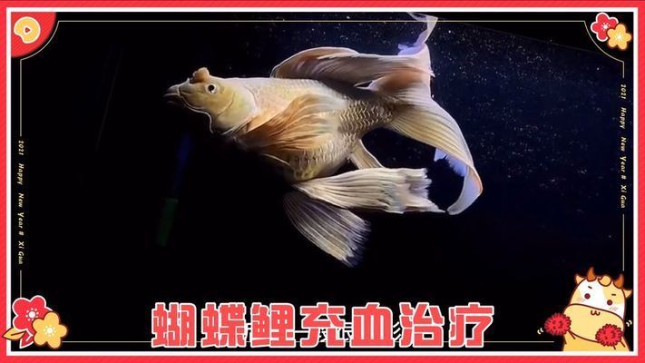 蝴蝶鯉充血用土霉素管用嗎（土霉素對蝴蝶鯉充血有效嗎） 蝴蝶鯉充血用土霉素管用嗎（土霉素對蝴蝶鯉充血有效嗎） 蝴蝶鯉百科