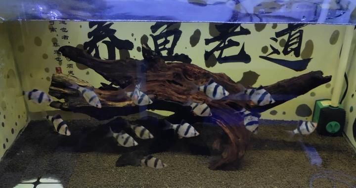 湖南魚缸廠家排名（湖南魚缸廠家排名前十）