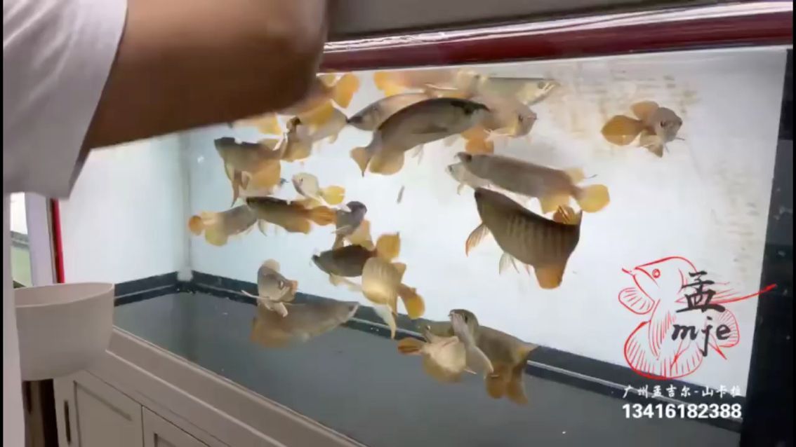 孟吉爾～萬吉小孟紅外線 孟吉爾～萬吉小孟紅外線 廣州孟吉爾