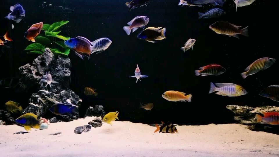 金華市婺城區愛佳水族用品店 全國水族館企業名錄 第2張 金華市婺城區愛佳水族用品店 金華市婺城區愛佳水族用品店 全國水族館企業名錄 第2張