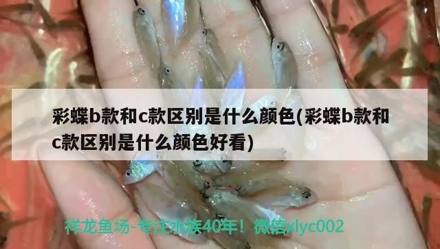 雷龍魚和戰船能一起養嗎（不動游星卡組）