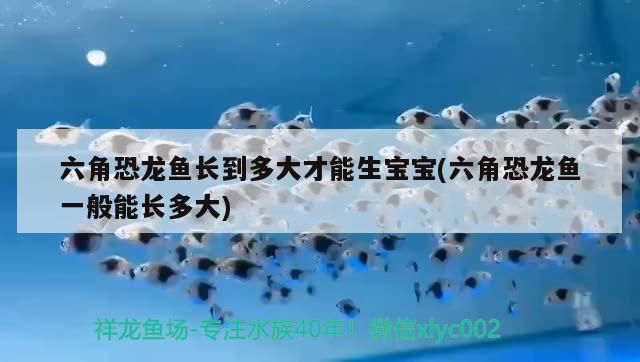 雷龍魚和戰船能一起養嗎（不動游星卡組）