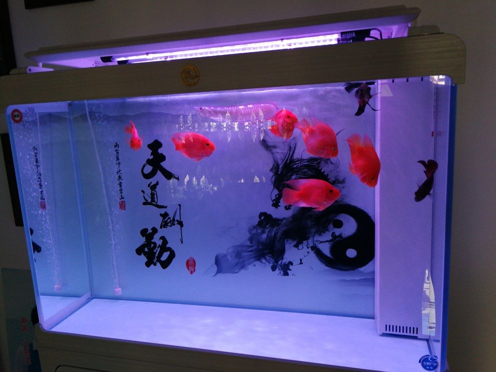 鸚鵡魚和銀龍魚混養(yǎng)怎樣喂食 怎么才能擁有一臺水泵 龍魚論壇 怎么才能擁有一臺水泵 怎么才能擁有一臺水泵 龍魚論壇