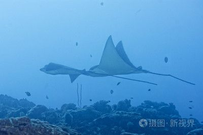 魟和蝠鲼：魟和蝠[需手動填充]和蝠鲼是兩種不同的海洋生物，它們在外形上有著明顯的區(qū)別