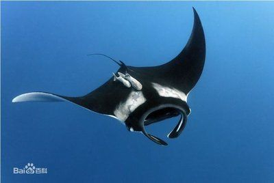 魟和蝠鲼：魟和蝠[需手動填充]和蝠鲼是兩種不同的海洋生物，它們在外形上有著明顯的區(qū)別