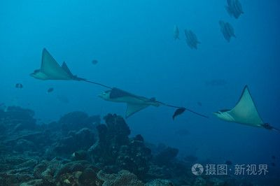 魟和蝠鲼：魟和蝠[需手動填充]和蝠鲼是兩種不同的海洋生物，它們在外形上有著明顯的區(qū)別