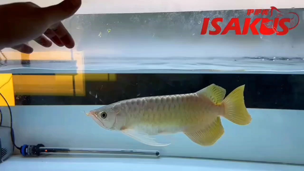 火焰尾級 火焰尾級 龍魚論壇