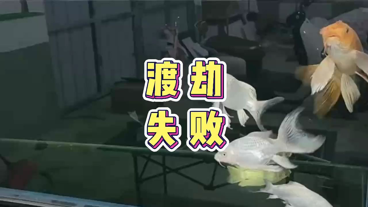 魚缸用增氧泵價格是多少:魚缸增氧機-xtrac增氧機-xtrac增氧機 蝴蝶鯉渡劫失敗 龍魚論壇 蝴蝶鯉渡劫失敗 蝴蝶鯉渡劫失敗 龍魚論壇