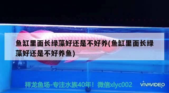 魚缸里面長綠藻好還是不好養(yǎng)(魚缸里面長綠藻好還是不好養(yǎng)魚)