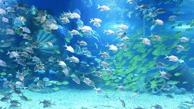 真正的水族館動態壁紙：水族館動態壁紙
