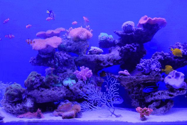 真正的水族館動態壁紙：水族館動態壁紙
