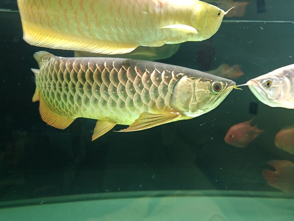 金龍不吃小魚是啥原因? 龍魚論壇 第1張 金龍不吃小魚是啥原因? 金龍不吃小魚是啥原因? 龍魚論壇 第1張