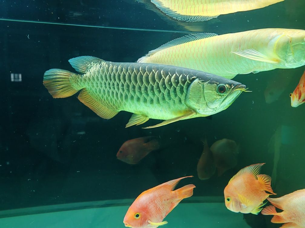 金龍不吃小魚是啥原因? 龍魚論壇 第2張 金龍不吃小魚是啥原因? 金龍不吃小魚是啥原因? 龍魚論壇 第2張