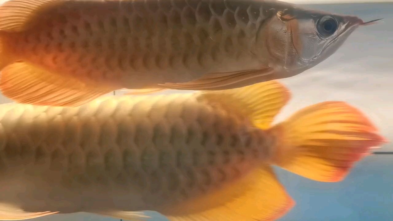 魚缸用增氧泵價格是多少:魚缸增氧機-xtrac增氧機-xtrac增氧機 紅龍繁殖進行中 龍魚論壇 紅龍繁殖進行中 紅龍繁殖進行中 龍魚論壇