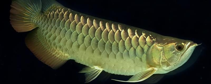龍魚養殖技術vs祥龍魚場：龍魚養殖技術與祥龍魚場 龍魚養殖技術vs祥龍魚場：龍魚養殖技術與祥龍魚場 vs祥龍魚場 第4張