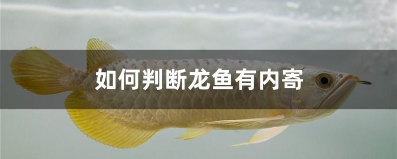 如何判斷龍魚有內寄