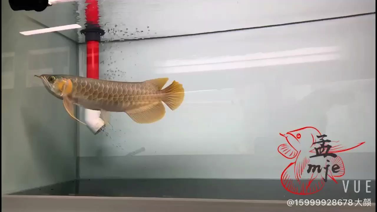 孟吉爾～萬(wàn)吉炮頭大尾巴
