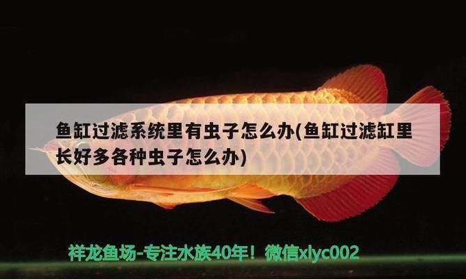 龍魚魚虱怎么治療vs祥龍魚場：龍魚魚虱怎么治療vs祥龍魚場龍魚魚虱的治療方法