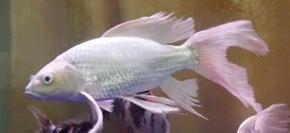 蝴蝶鯉尾巴充血發(fā)紅怎么治（蝴蝶鯉充血發(fā)紅怎么辦） 蝴蝶鯉尾巴充血發(fā)紅怎么治（蝴蝶鯉充血發(fā)紅怎么辦） 蝴蝶鯉百科 第2張