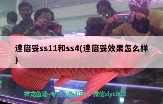 速倍妥ss11和ss4(速倍妥效果怎么樣) 速倍妥ss11和ss4(速倍妥效果怎么樣) 速倍妥