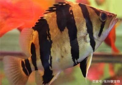 虎魚眼睛內白色的眼珠發黃是什么?。夯Ⅳ~眼睛內白色的眼珠發黃可能是由多種原因引起的