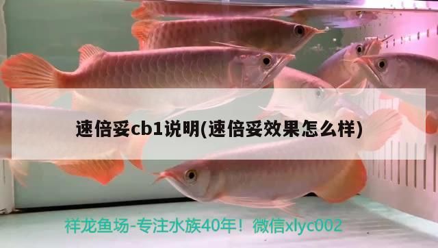 速倍妥cb1說(shuō)明(速倍妥效果怎么樣)