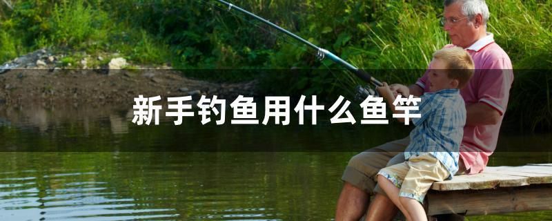 魚缸文案怎么寫好看（魚缸朋友圈說(shuō)說(shuō)）