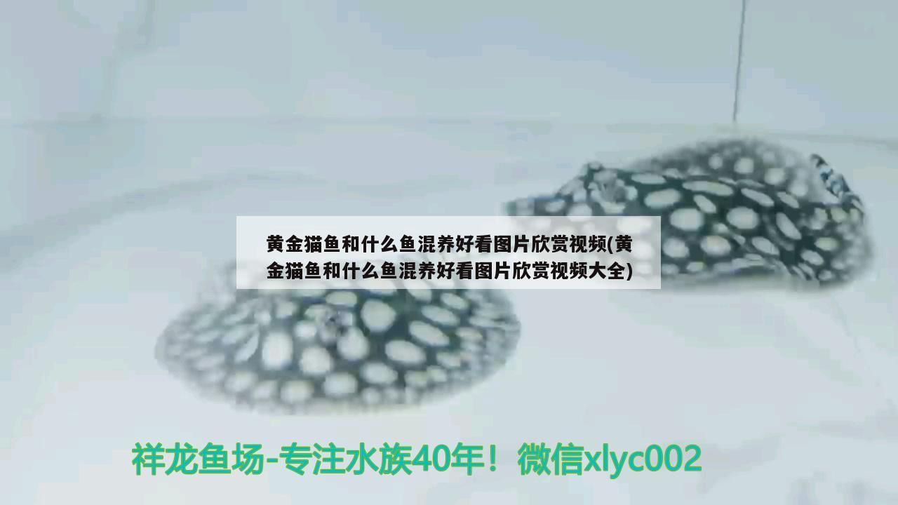 黃金貓魚和什么魚混養好看圖片欣賞視頻(黃金貓魚和什么魚混養好看圖片欣賞視頻大全)