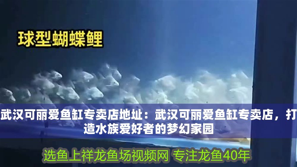 武漢可麗愛魚缸專賣店地址：武漢可麗愛魚缸專賣店，打造水族愛好者的夢(mèng)幻家園