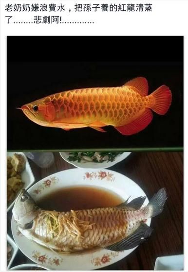 撫順水族館懷孕的魟魚能用速倍妥B1檢疫嘛？