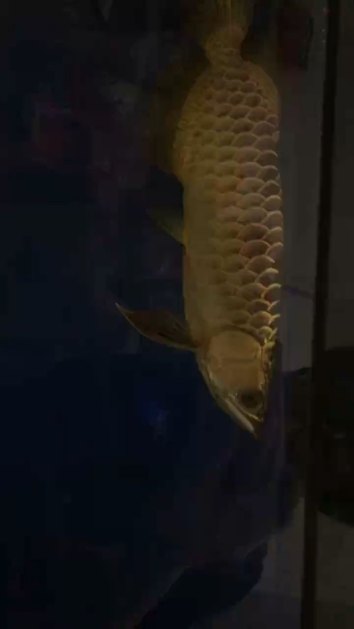 哈 哈 龍魚論壇