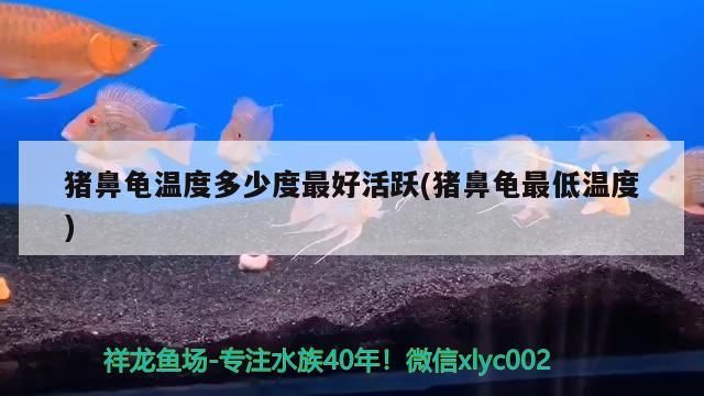 龍魚怕什么 豬鼻龜溫度多少度最好活躍(豬鼻龜最低溫度) 豬鼻龜百科 豬鼻龜溫度多少度最好活躍(豬鼻龜最低溫度) 豬鼻龜溫度多少度最好活躍(豬鼻龜最低溫度) 豬鼻龜百科