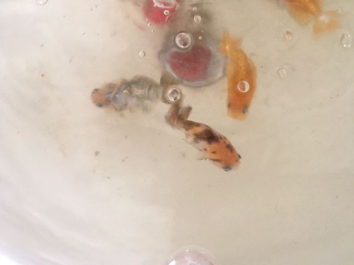 養魚沒有一帆風順之金魚浮背
