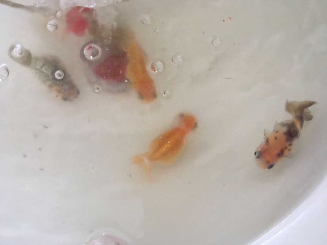 養魚沒有一帆風順之金魚浮背