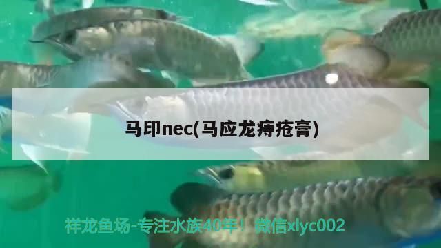馬印nec(馬應龍痔瘡膏)