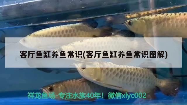 客廳魚缸養魚常識(客廳魚缸養魚常識圖解) 客廳魚缸養魚常識(客廳魚缸養魚常識圖解) 觀賞魚百科