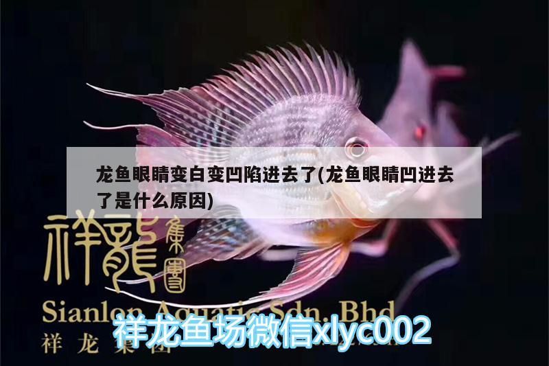 魚缸 龍魚眼睛變白變凹陷進去了(龍魚眼睛凹進去了是什么原因) 錦鯉魚百科 龍魚眼睛變白變凹陷進去了(龍魚眼睛凹進去了是什么原因) 龍魚眼睛變白變凹陷進去了(龍魚眼睛凹進去了是什么原因) 錦鯉魚百科