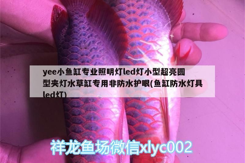 yee小魚缸專業照明燈led燈小型超亮圓型夾燈水草缸專用非防水護眼(魚缸防水燈具led燈) yee小魚缸專業照明燈led燈小型超亮圓型夾燈水草缸專用非防水護眼(魚缸防水燈具led燈) yee