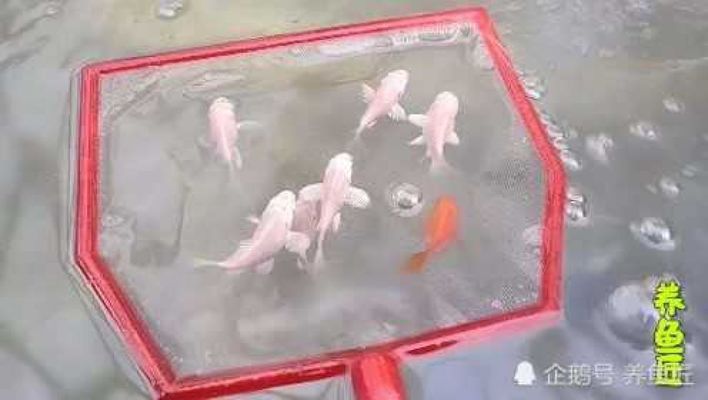 球形蝴蝶鯉小魚苗圖片（關(guān)于球形蝴蝶鯉小魚苗的圖片特征描述及參考）