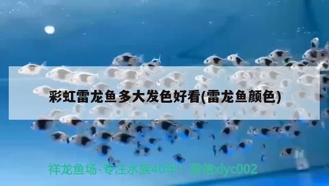 魚缸哪種過濾系統最好（自制過濾系統最好的魚缸）