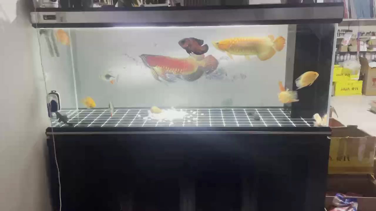 紅龍魚 熱帶魚 觀賞魚 紅龍魚 熱帶魚 觀賞魚 龍魚論壇