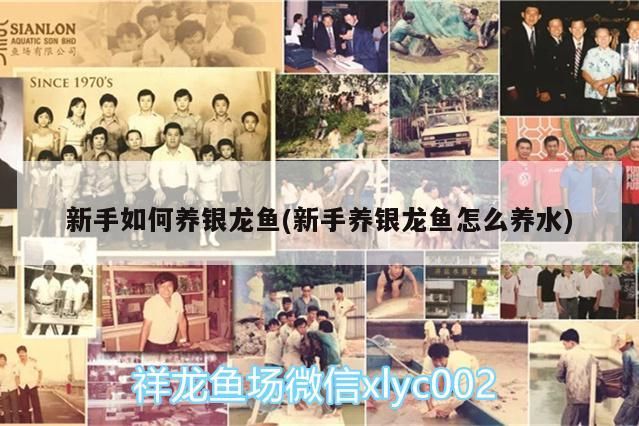 新手如何養銀龍魚(新手養銀龍魚怎么養水) 新手如何養銀龍魚(新手養銀龍魚怎么養水) 銀龍魚百科