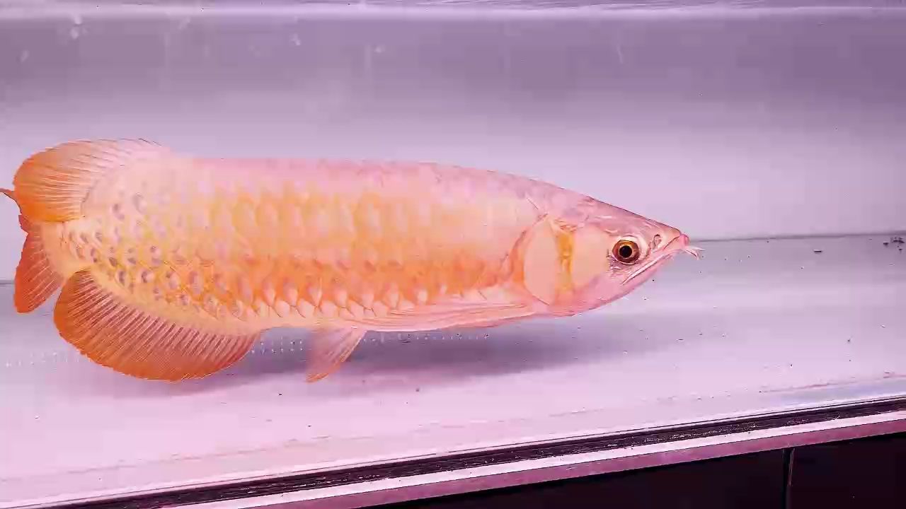 心情愉悅打個紅燈吧