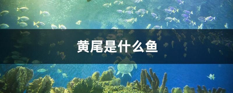 黃尾是什么魚 iwish愛唯希品牌魚缸 第1張 黃尾是什么魚 黃尾是什么魚 iwish愛唯希品牌魚缸 第1張