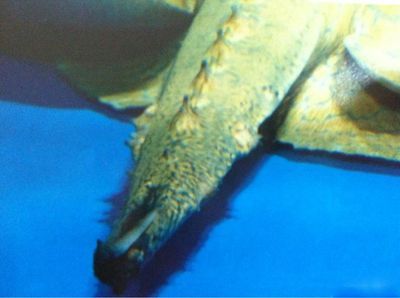 魟魚急救：[需手動填充]魚緊急情況的急救處理方式 魟魚急救：[需手動填充]魚緊急情況的急救處理方式 魟魚百科 第1張